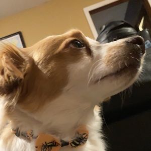 Meet your Posher, Avery